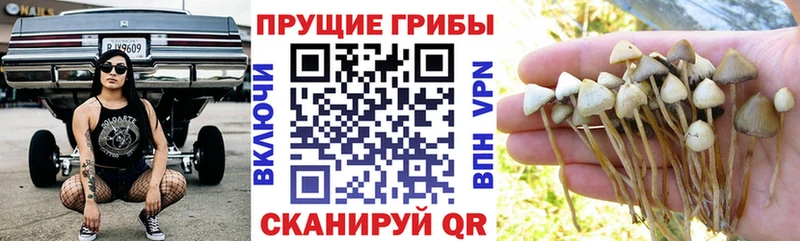 МЕГА tor  Пойковский  Галлюциногенные грибы мухоморы  сколько стоит 